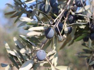 Kuşadası Belediyesi 2 ton zeytinyağı üretecek