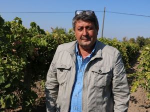 Zeytinde rekolte düşük ancak üreticiler fiyatlardan umutlu