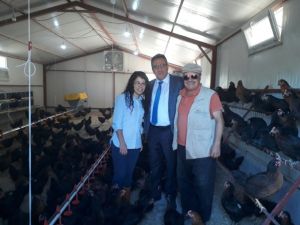 Gezer tavuklar üretime başladı