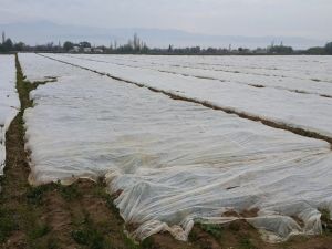 Üreticiler endişelendi, bütün tarlalar elyaf örtüyle kaplandı