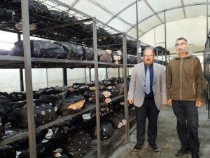 Hibe desteğiyle sera kurdu, İstiridye Mantarı yetiştiriyor