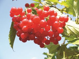 Böbrek taşlarına yüzde yüz doğal Gilaburine formülü