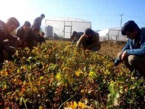 Öğrencilerin yetiştirdiği fideler okullarına gelir olarak dönüyor