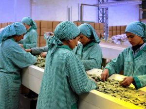 Doğanın armağanı 128 milyon dolarlık ihracat