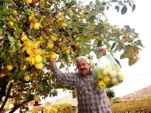 Sarıgöl’de ayva bereketi