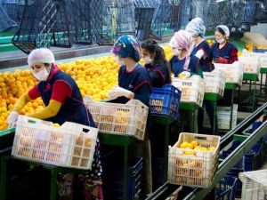 Aydın ithalatının üç katı ihracat yaparak rekor kırdı