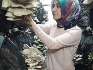 Devlet desteğiyle kurduğu serada ’İstiridye Mantarı’ yetiştiriyor