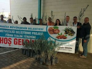 Büyükşehirden üreticiye 122 bin 500 adet zeytin fidanı desteği