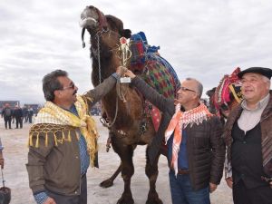 Güreşçi develer, Manisa’da güreşti