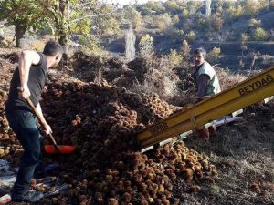 Kuyulardan çıkartılan kestanelerin sofralara yolculuğu başladı