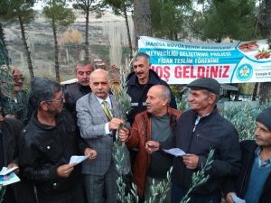 Demircili üreticilere 30 bin fidan