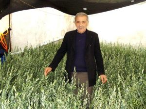 Sarıgöl Ziraat Odası’ndan 15 bin zeytin fidanı