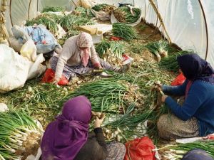 Yağmur çamur demeden soğan işliyorlar