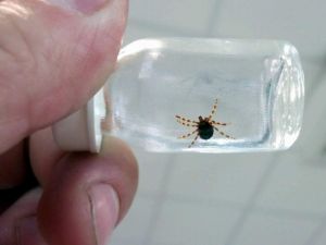 Yeni aşı geliştirebilmek için kene üretim merkezi kurdu