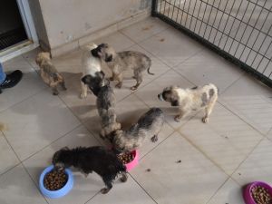 Ortaokul öğrencileri can dostları unutmadı