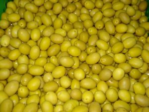 Zeytin ve zeytinyağı ihracatçıları yeni sezonda rekor ihracat bekliyor