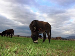 Eşek sütüyle şifa buldu, çiftliğini kurdu