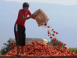 Manisa salçalık domates üretiminde ikinci sırada
