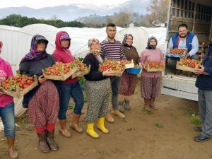Yaz çileğini kışın da üreterek kazançlarını katladılar