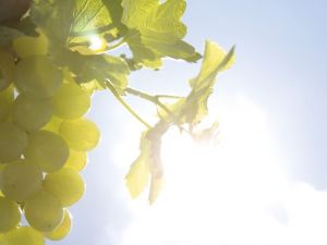 Güzel ellerin sırrı doğada saklı