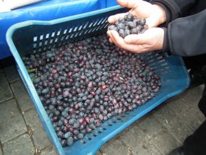 Posacı; "Zeytin rekoltesinde yükseliş var"