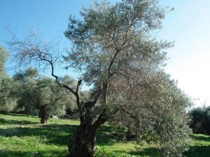 Zeytin ağaçlarını tehdit eden hastalığa çare aranıyor
