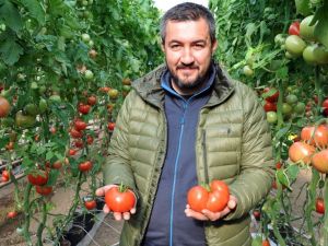 Simav’da jeotermal enerjiyle domates üretimine ilgi