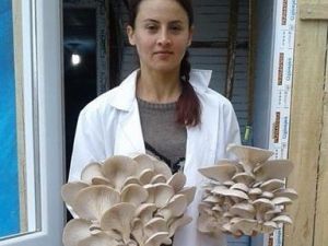 Aydın’da istiridye mantar üretimi yaygınlaşıyor