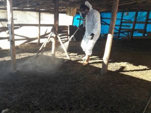 Manisa’da küçük baş hayvan barınaklarına ilaçlama