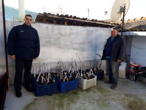 Meyve yetiştiricilerine büyükşehirden fidan desteği