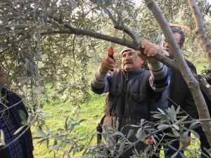 Sarıgöl’deki zeytin üreticilerine budama eğitimi