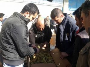 Selendi’de yeni mahsül tütün alımları başladı