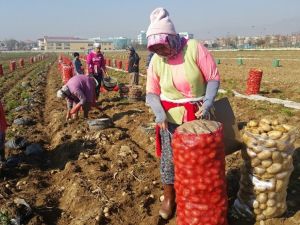 Ödemiş’te patates hasadı sürüyor