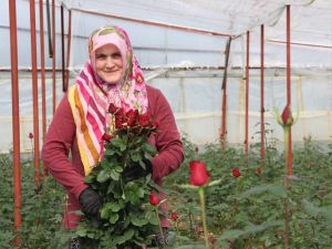 Sevgililer Günü için 45 milyonluk çiçek ihracatı
