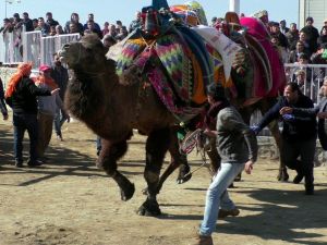 Pehlivan develer kozlarını Nazilli’de paylaştı