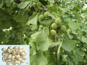 Ginkgo bilobanın bilinmeyen faydaları