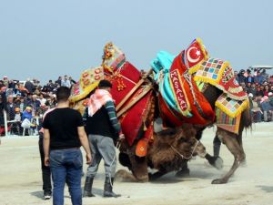 Salihli’de geleneksel deve güreşi iptal