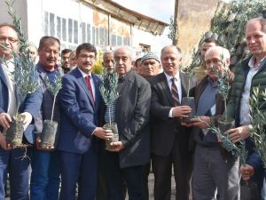 20 bin zeytin fidanı toprakla buluşacak