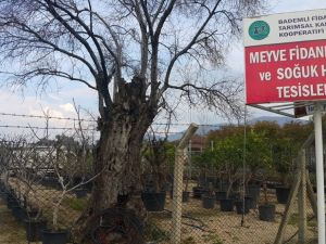 Ödemiş’ten Türki Cumhuriyetlere 1 milyon meyve fidanı