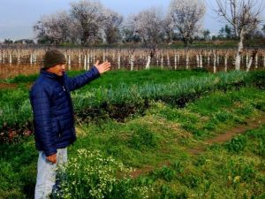 Sarıgöl’de ’Yalancı Bahar’ çiftçileri endişelendiriyor