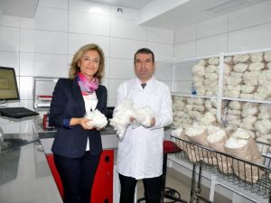 Pamukta yerel tohumlarla dünyayla rekabet edilecek