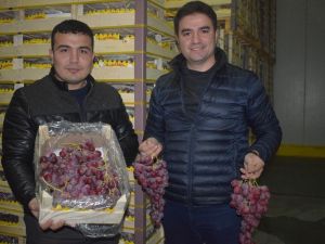 Yaş üzüm ihracatında son tır Alaşehir’den yola çıktı