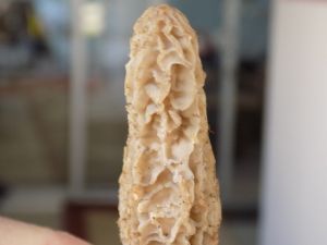 Kuzu göbeği fiyatları et fiyatlarını geçti