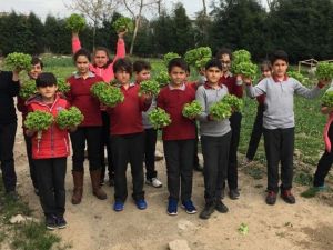 Ağaç dostları hasatta