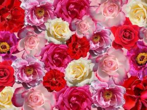 "Gül, bildiğinizden de farklı bir çiçek"