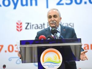 Çiftçilere koyun ve düve desteği müjdesi