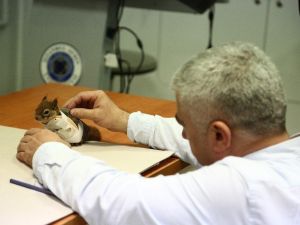 Dünyada ilk kez bir sincaba protez “kol” takılacak