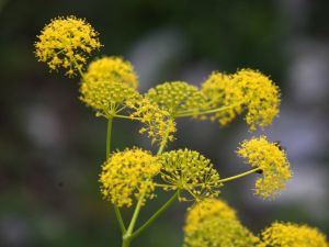 Çakşır otunun bilinmeyen yönleri
