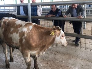 Sarıgöl’de 16 genç çiftçiye 96 düve verildi