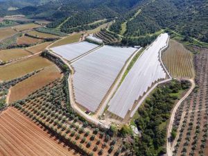 Manisa’da doluya karşı bağların üzerine file kuruluyor